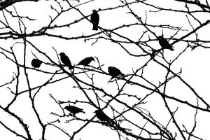 Birds on a Branch
